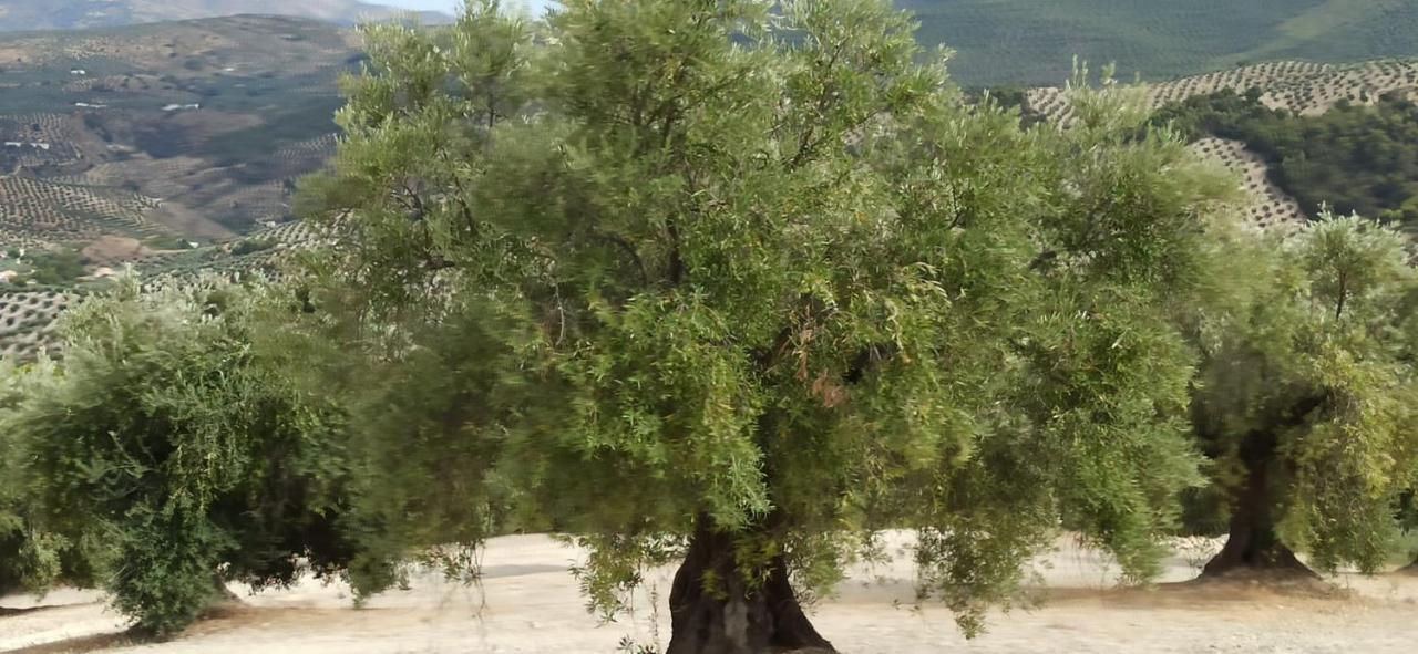 El Convento Vivienda Rural Jaen Andalucia Espana Carchelejo Zewnętrze zdjęcie